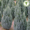Bush, 60-90cm, 7.5L pot
