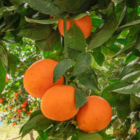 Orange tree Citrus sinensis
