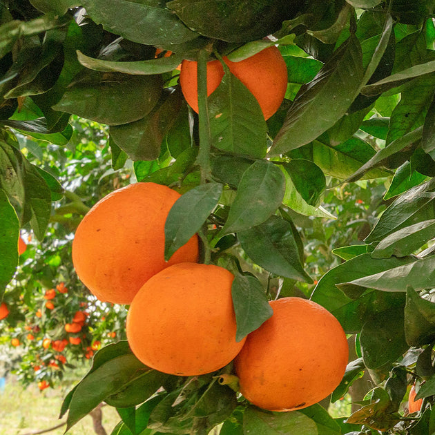 Orange tree Citrus sinensis