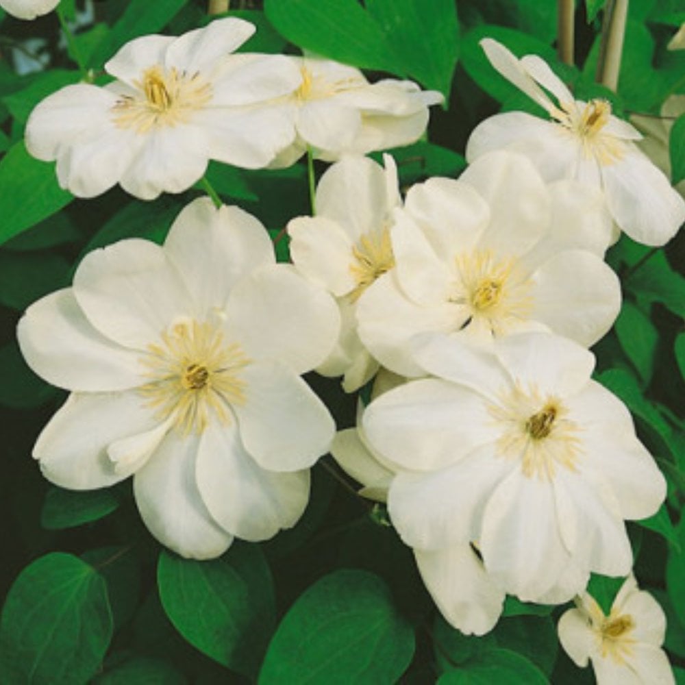 Clematis Guernsey Cream Flowering Climbing Plant Ornamental Trees clematis-guernsey-cream-flowering-climbing-plant-ornamental-trees