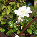 Climber, 50-70cm, 3L pot