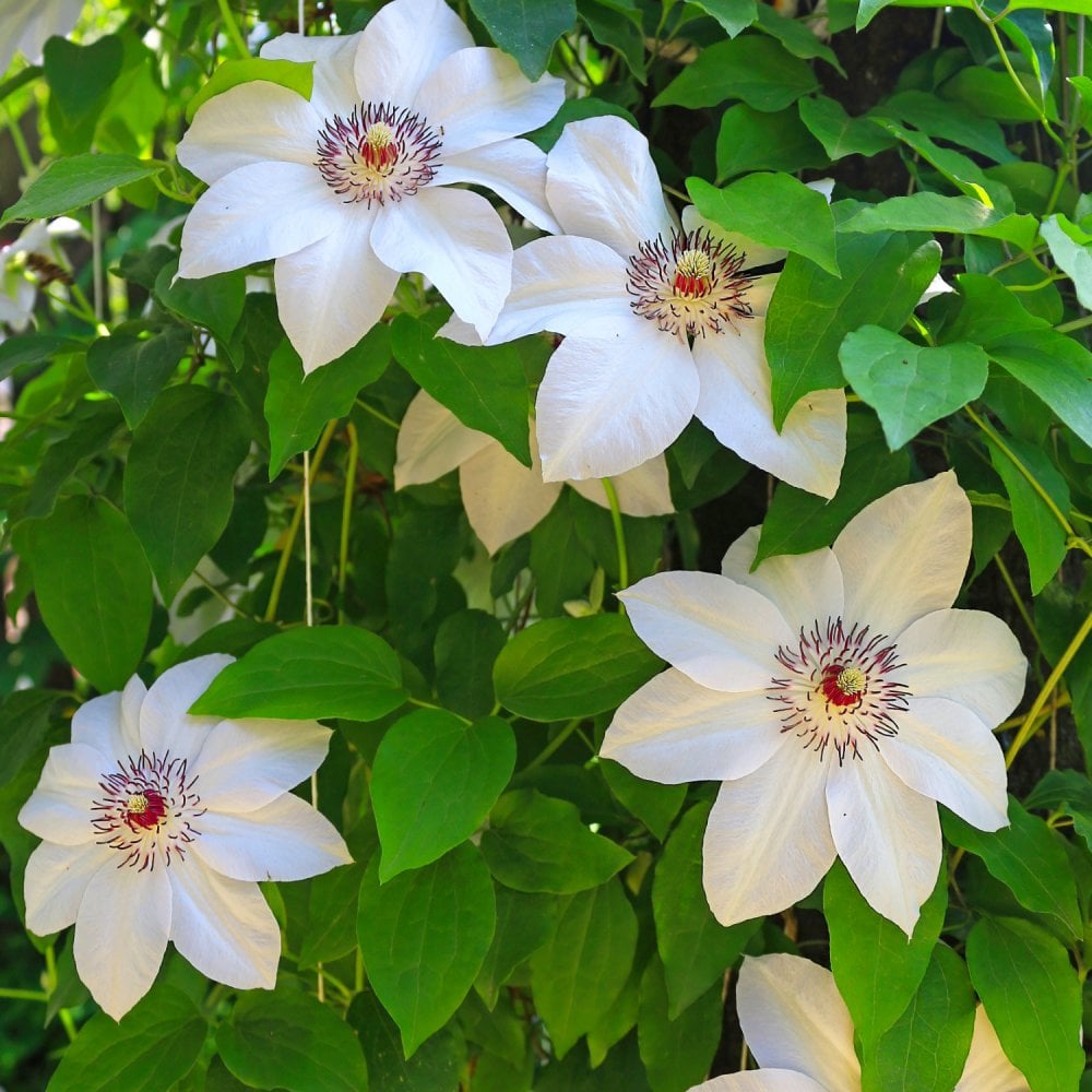 Clematis Miss Bateman