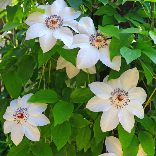 Clematis Miss Bateman