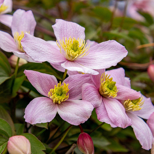 Clematis montana 'Rubens'