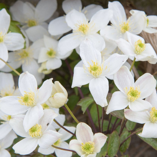 Clematis montana var. grandiflora