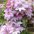 Climber, 50-70cm, 3L pot