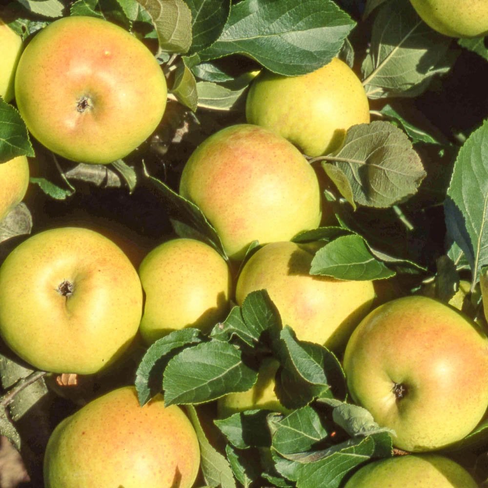 Cooking Apply Tree Cobra Apple | Eating & Cooking Apple Trees For Sale – Ornamental Trees