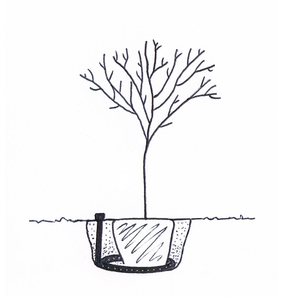 Complete Tree Planting Kits With Irrigation | Ornamental Trees