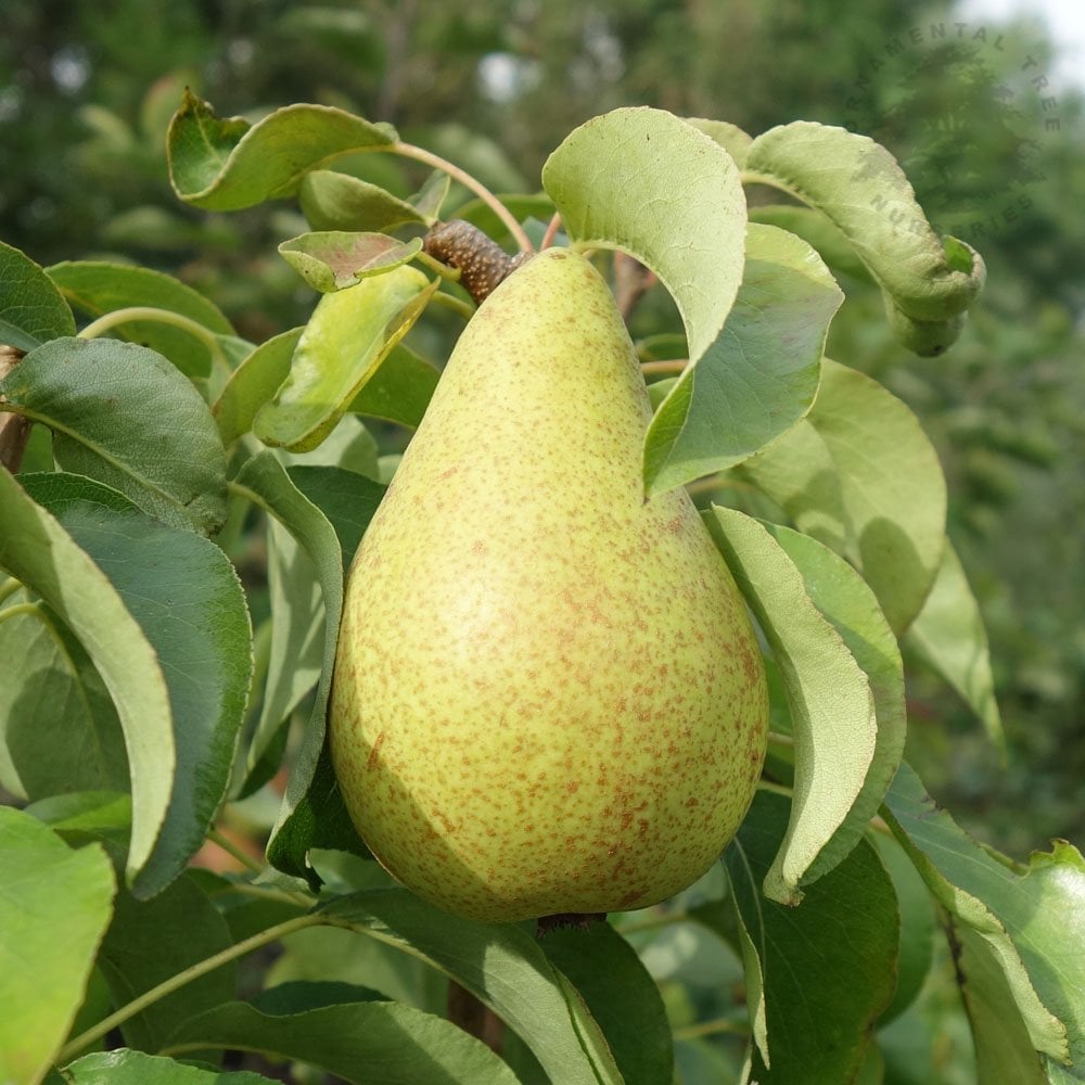 Concorde Pear Tree | Self Fertile Pear Trees For Sale – Ornamental Trees