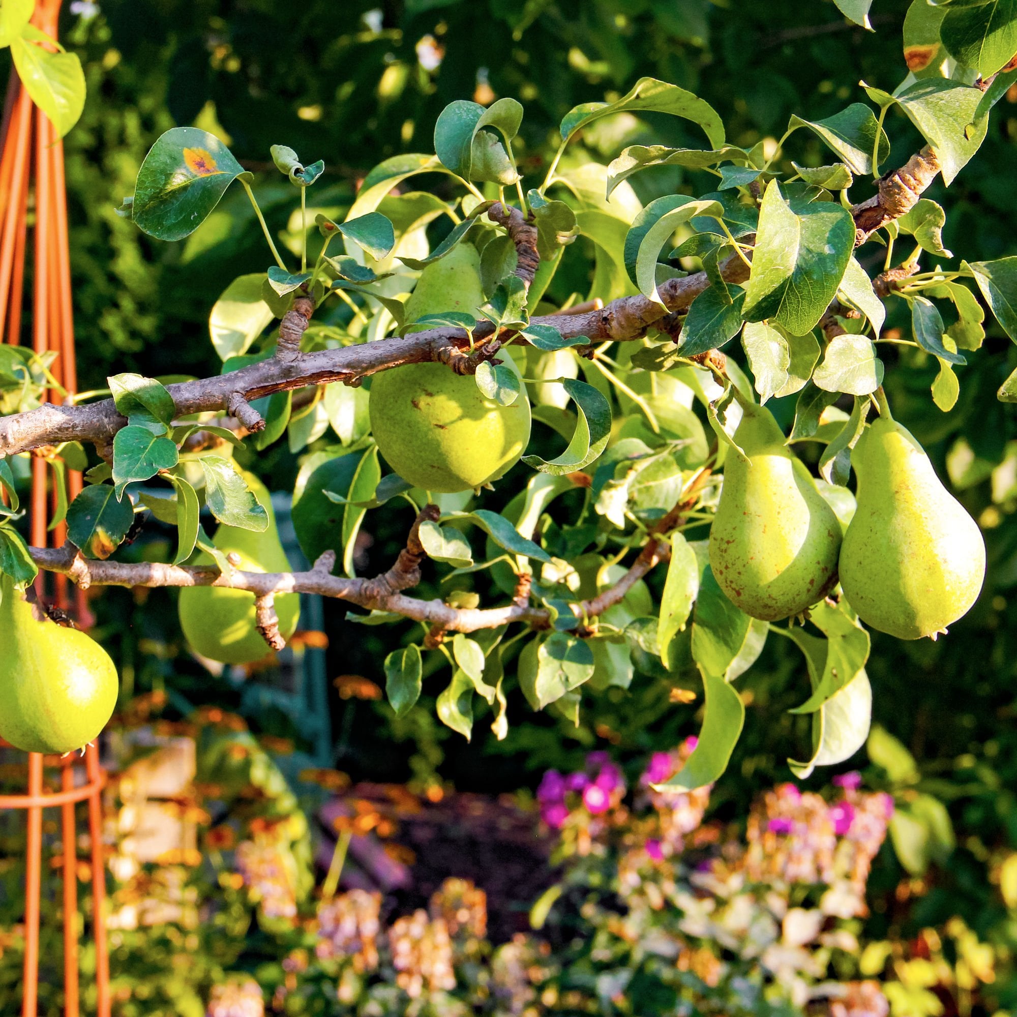 Pear Tree Information – When Do Pear Trees Bloom – VHGMX