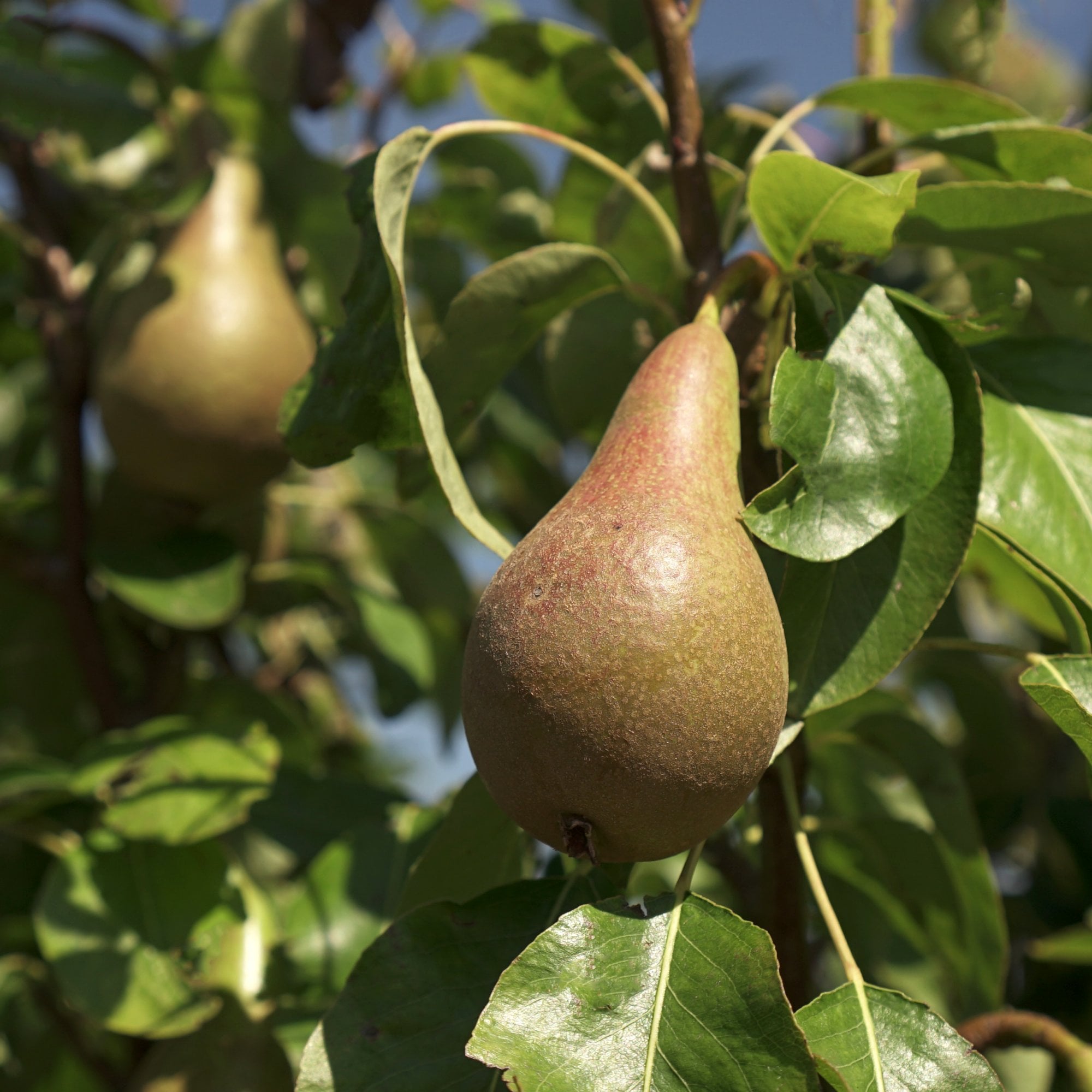 Pear Tree Bitmap Conference Pear Tree | Pyrus communis Conference | Ornamental Trees