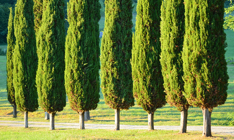 Coniefer Conifer Trees For Sale | Coniferous | Ornamental Trees