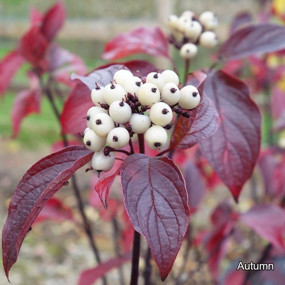 Cornus Cornus alba Kesselringii | Purple Winter Dogwood Shrubs | Ornamental Trees