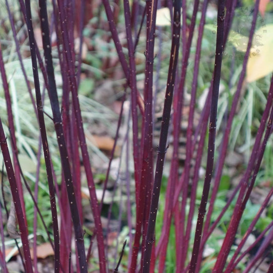 Cornus Golden Raspberry Red Cornus alba Sibirica | Red Stemmed Siberian Dogwood | Ornamental Trees