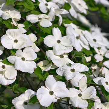 Cornus 'Eddie's White Wonder' Dogwood