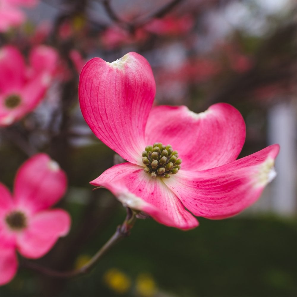 Cherokeee Tree Cornus Cherokee Chief
