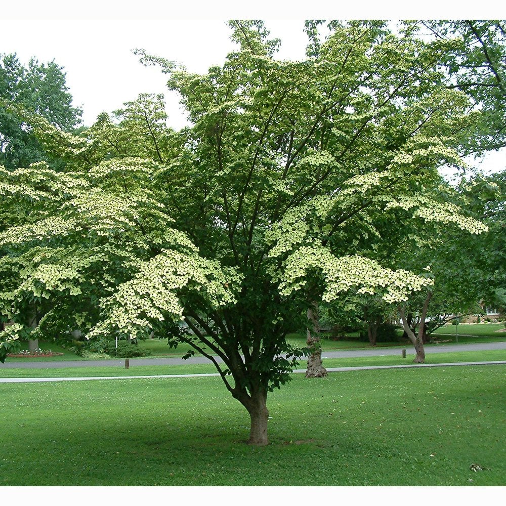 Cornus kousa China Girl | Flowering Chinese Dogwood | Ornamental Trees