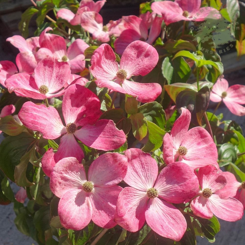 Cornus Flowering Dogwood Trees & Shrubs | Cornus | Ornamental Trees