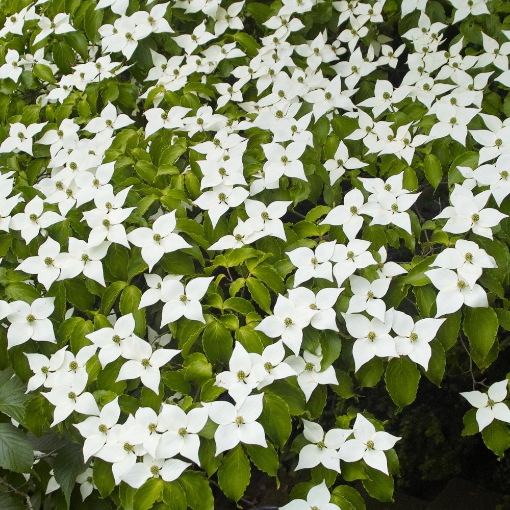 Cornus Flowering Dogwood Trees & Shrubs | Cornus | Ornamental Trees