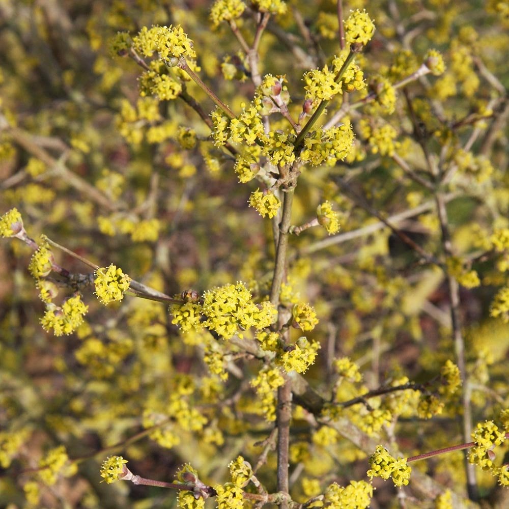 Cornus mas | Cornelian Cherry Shrubs For Sale – Ornamental Trees