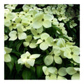 Bush, 125-150cm, 12L pot
