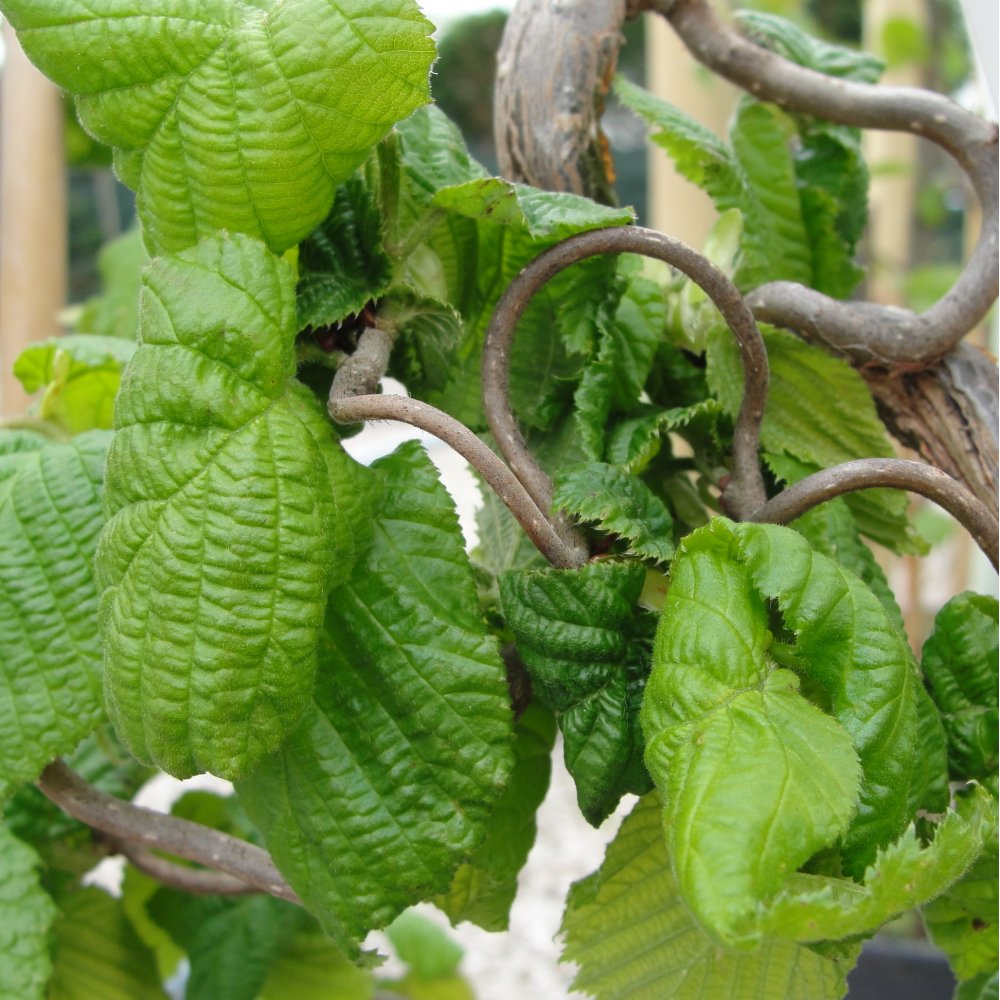 Corylus avellana Contorta | Twisted Corkscrew Hazel | Ornamental Trees