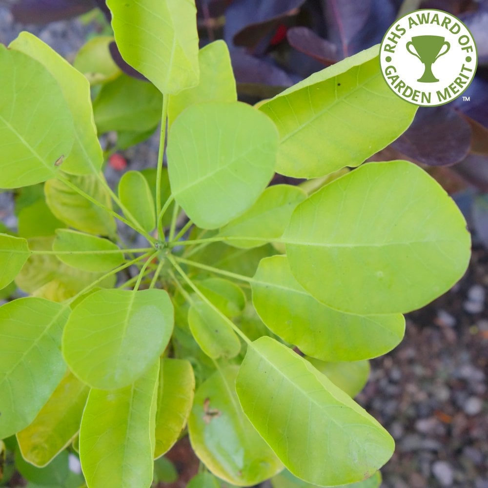 Cotinus Golden Spirit