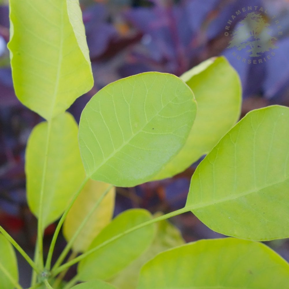 Cotinus Coggygria Golden Spirit Smoke Bush Trees Ornamental Trees cotinus-coggygria-golden-spirit-smoke-bush-trees-ornamental-trees