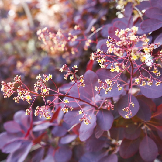 Cotinus coggygria 'Royal Purple' flowers
