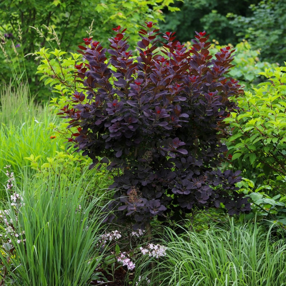 Cotinus Dusky Maiden | Flowering Smoke Bush | Ornamental Trees