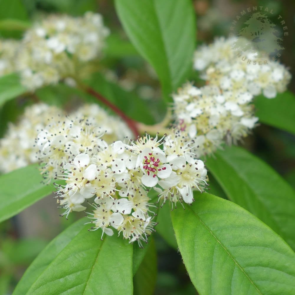 Cotoneaster Frigidus Cornubia Red Berried Cotoneaster Trees cotoneaster-frigidus-cornubia-red-berried-cotoneaster-trees