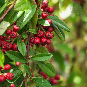 Cotoneaster 'Hybridus Pendulus'