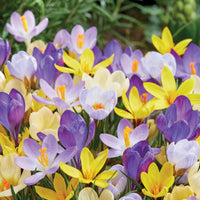 Purple and yellow crocus mix