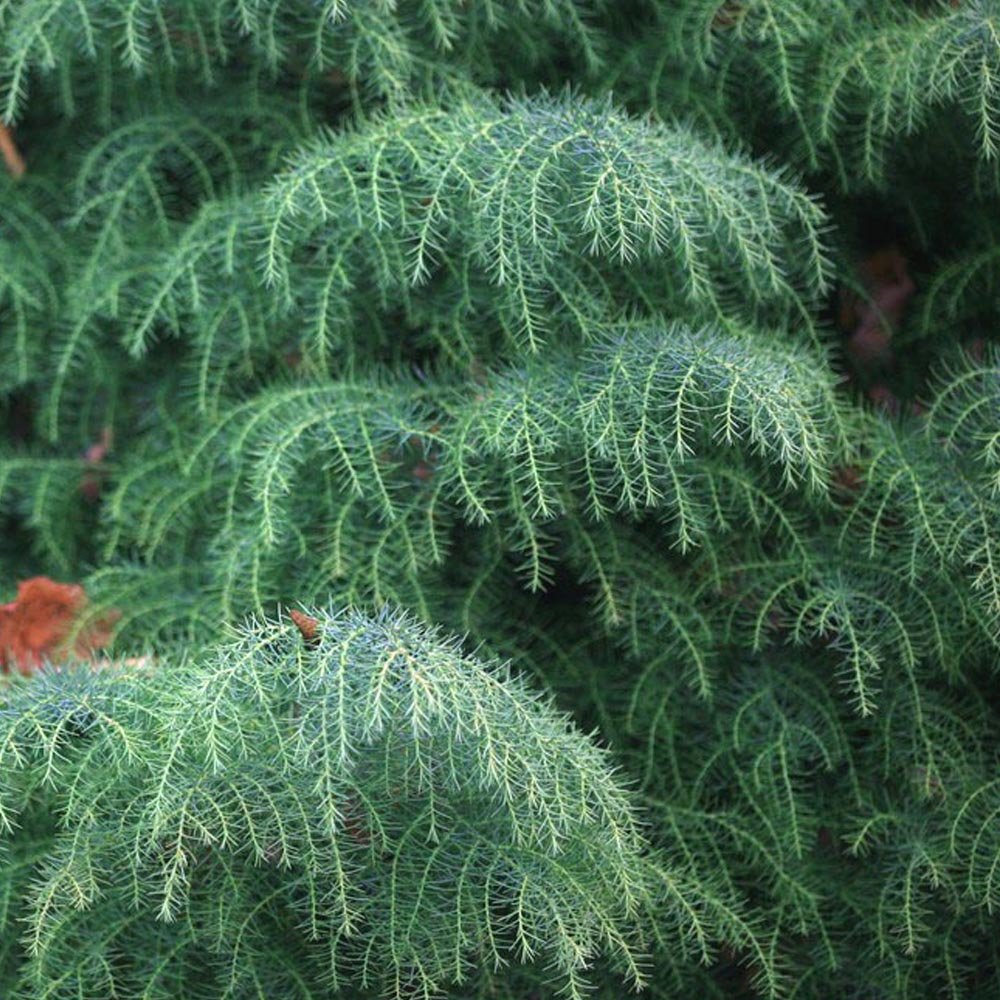 Cryptomeria japonica Elegans | Japanese Red Cedar | Ornamental Trees