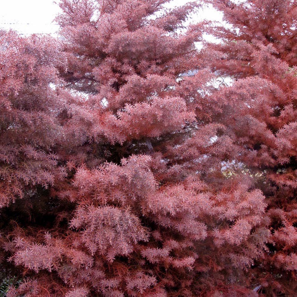 Cryptomeria japonica Elegans | Japanese Red Cedar | Ornamental Trees