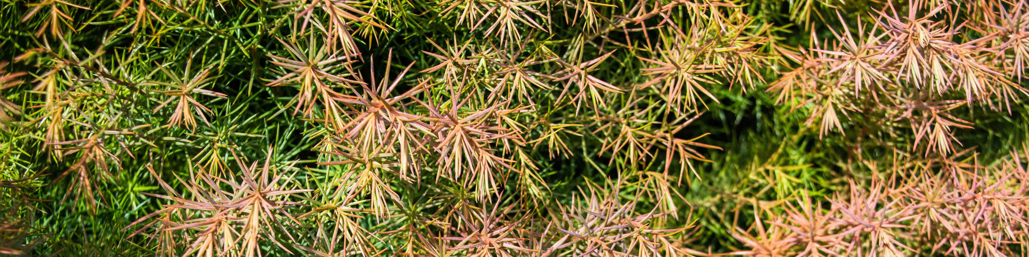 Cryptomeria 'Elegans' Shrub