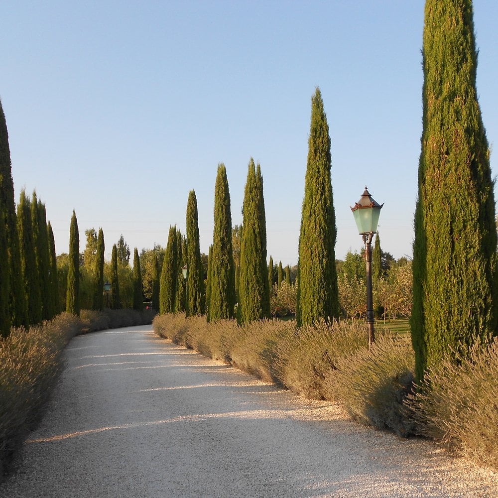 Pyramadlis Italian Cypress Cupressus sempervirens Pyramidalis | Ornamental Trees