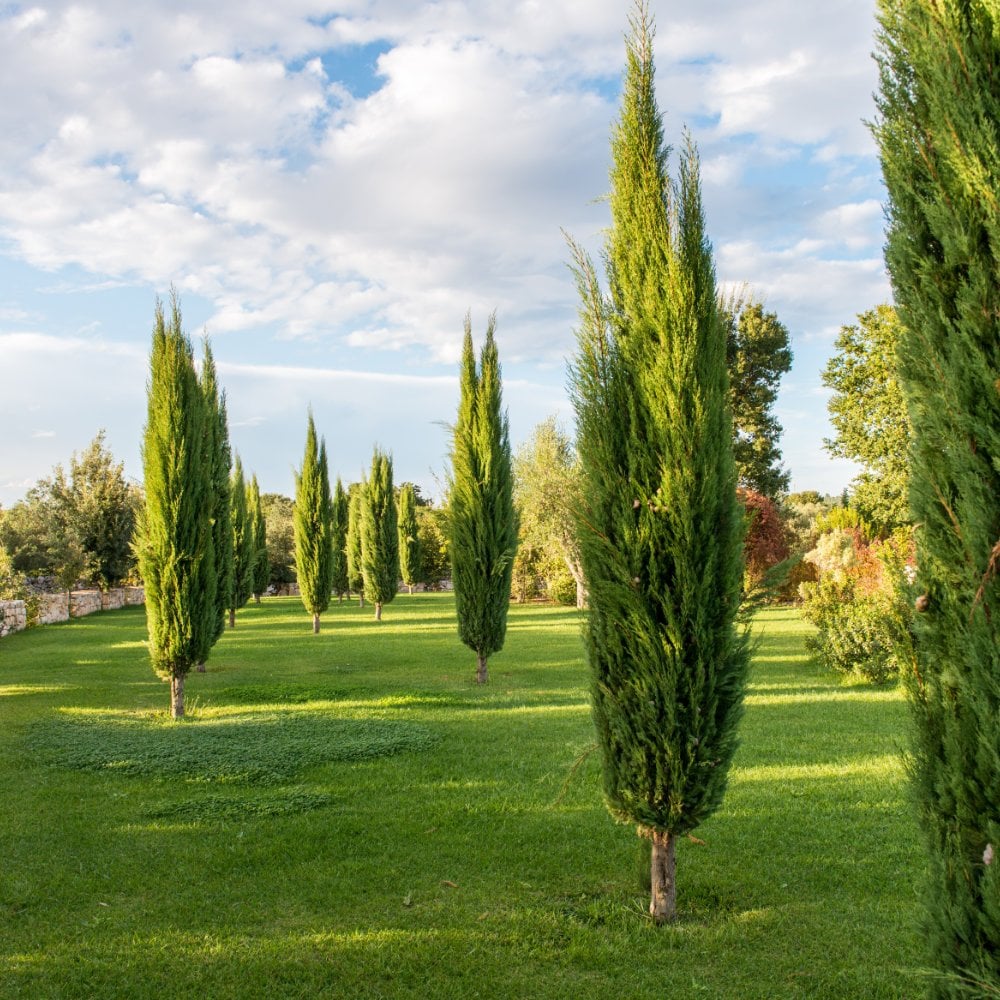 Pyramidal Tree Type Italian Cypress Cupressus sempervirens Pyramidalis | Ornamental Trees