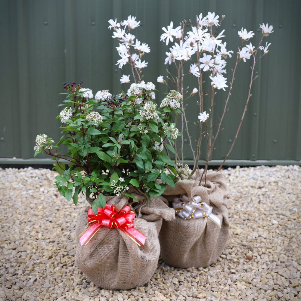 Gift Wrapped Trees | Personalised Gift Trees | Ornamental Trees
