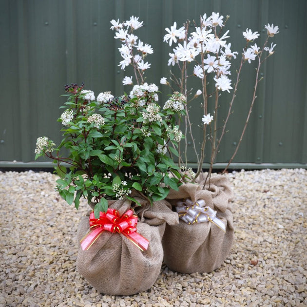plant pot gift wrap Gift Wrapped Trees | Personalised Gift Trees