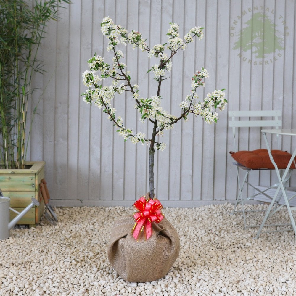 Gift Wrapped Trees | Personalised Gift Trees | Ornamental Trees
