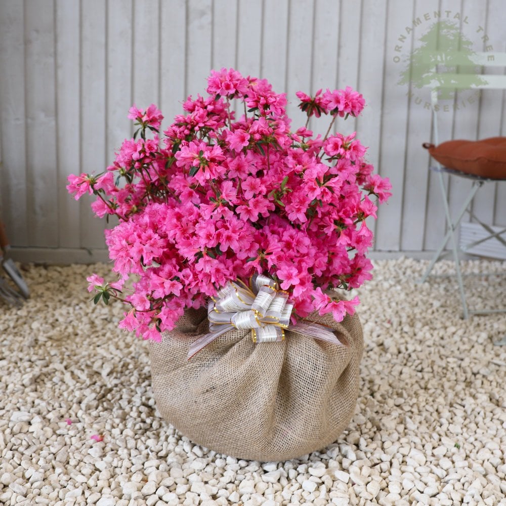 Gift Wrapped Trees | Personalised Gift Trees | Ornamental Trees