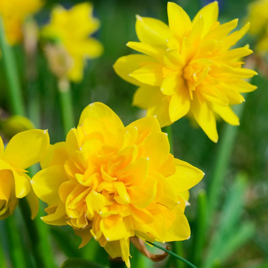 Dwarf Daffodil Double Tete a Tete