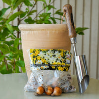 Pack of 30 Dwarf Scented Daffodil bulbs