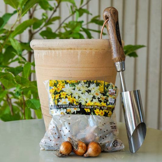 Pack of 30 Dwarf Scented Daffodil bulbs