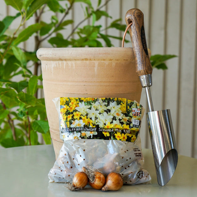 Pack of 30 Dwarf Scented Daffodil bulbs