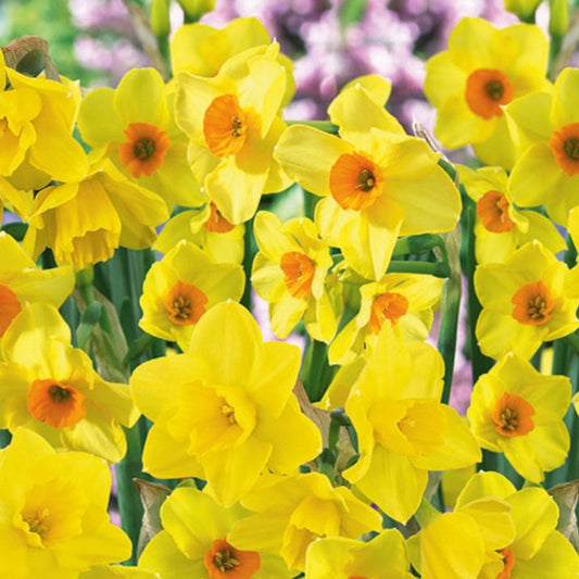 Small cupped daffodil mix