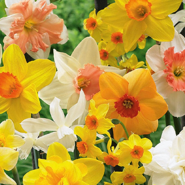 Daffodil Tall Scented Mix