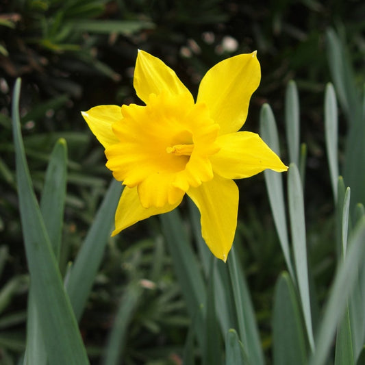 Trumpet daffodils