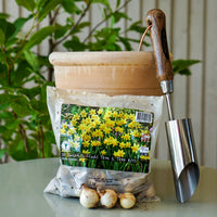 Dwarf Daffodil Tete a Tete Bulbs